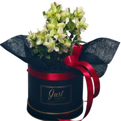 Helleborus în cutie decorativă