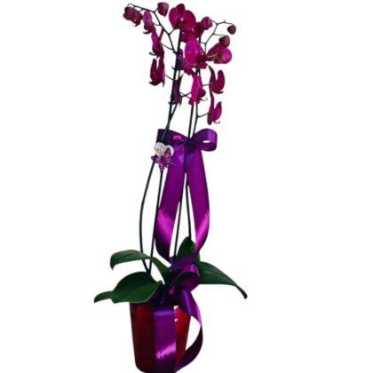 Orhidee  în suport ceramic