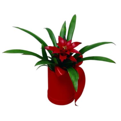 Guzmania-Planta