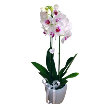 Orhidee cu Două Tije Florale – Alb-Roz