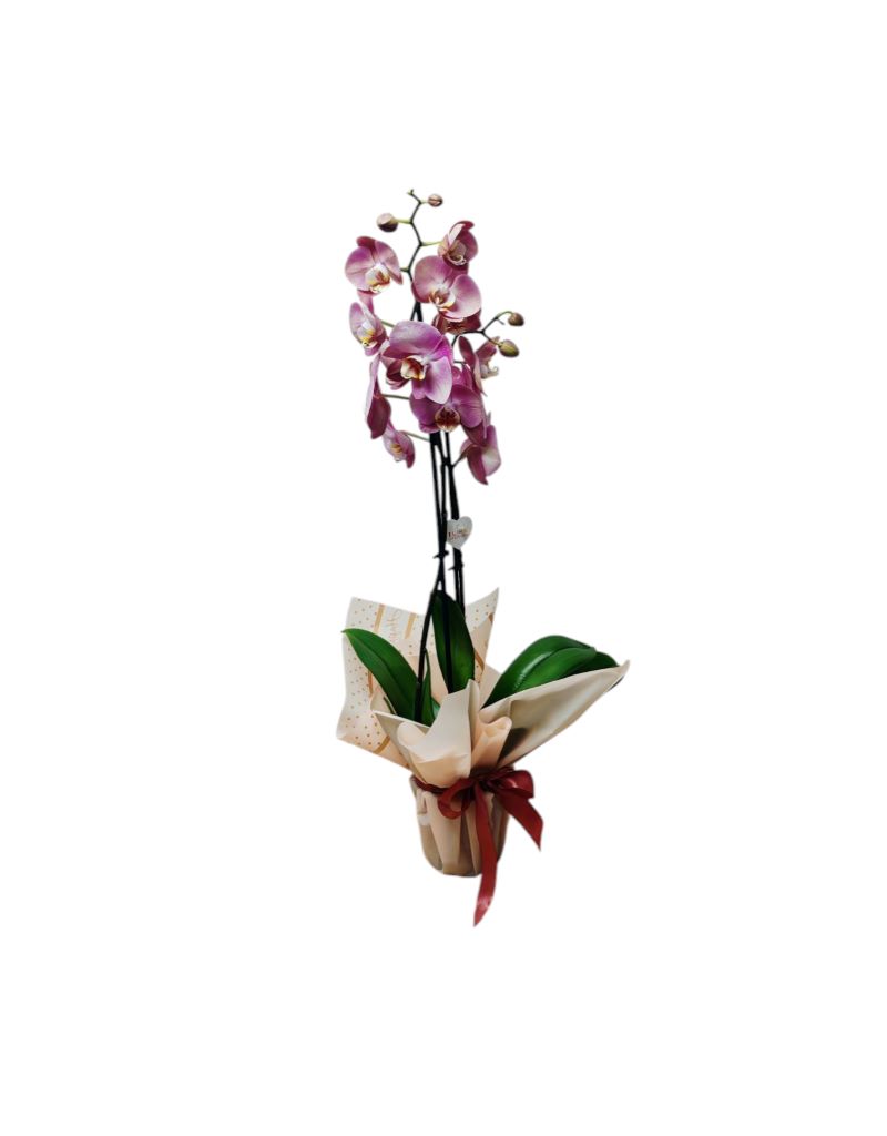 Orhidee Phalaenopsis cu 2 Tije