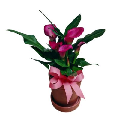 Cală Premium – Decor Natural pentru Interior
