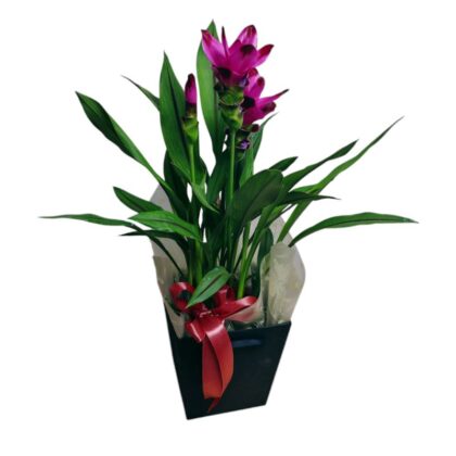 Planta Curcuma în Cutie