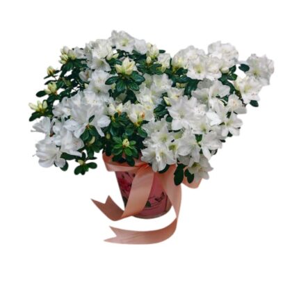 Azalee cu flori albe în ghiveci