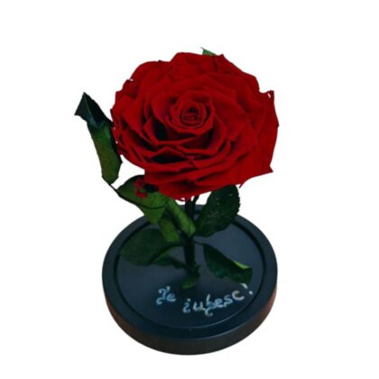 Trandafir criogenat cupolă