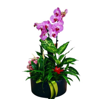 Plante Elegante în Decor Vintage