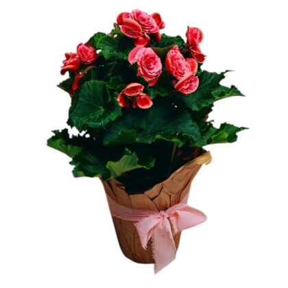 Begonia – explozie de culoare și rafinament