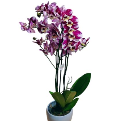 Orhidee Phalaenopsis – Eleganță Naturală în Ghiveci Ceramic
