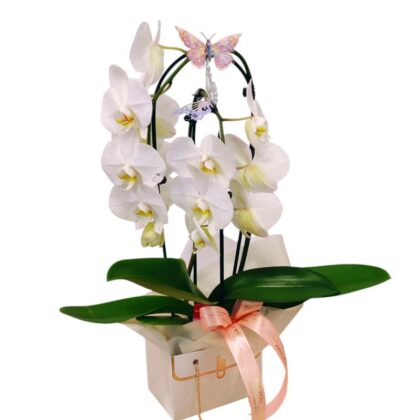 Orhidee tip cascada elegantă